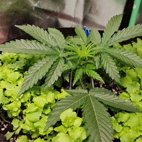 Royal Gorilla growlog timeline photo