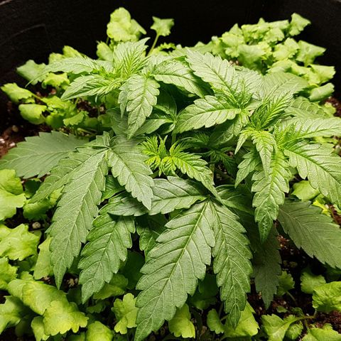 White Widow  growlog timeline photo