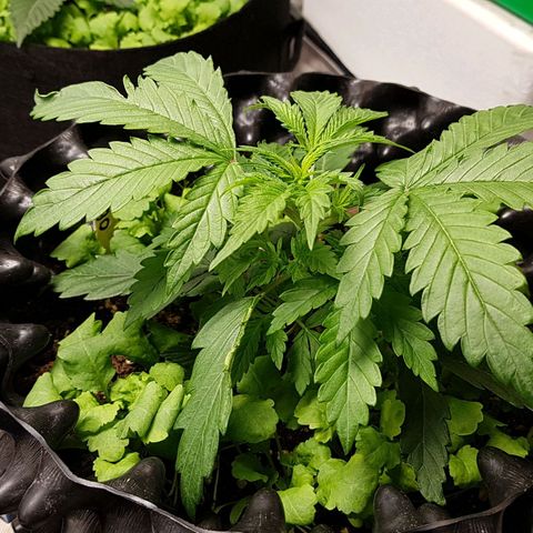 Orange Bud #2 growlog timeline photo