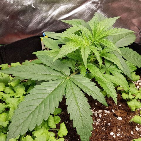 Orange Bud #1 growlog timeline photo