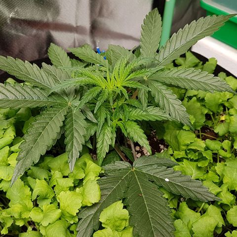 Royal Gorilla growlog timeline photo
