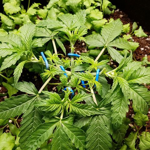 White Widow  growlog timeline photo