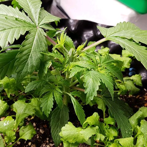 Orange Bud #2 growlog timeline photo