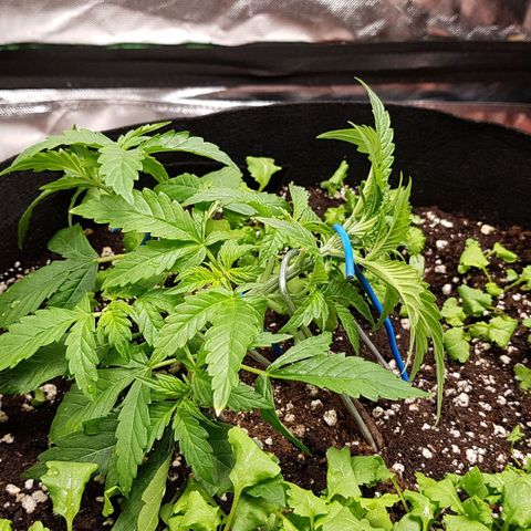 Orange Bud #1 growlog timeline photo