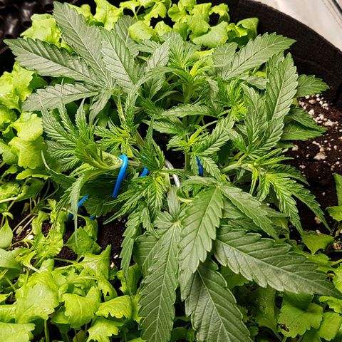 Royal Gorilla growlog timeline photo
