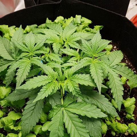 White Widow  growlog timeline photo