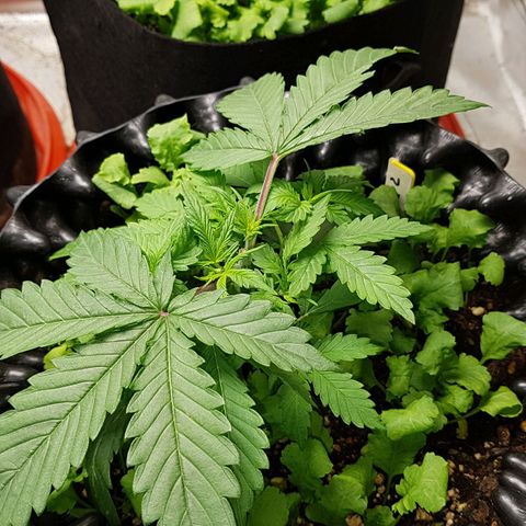 Orange Bud #2 growlog timeline photo