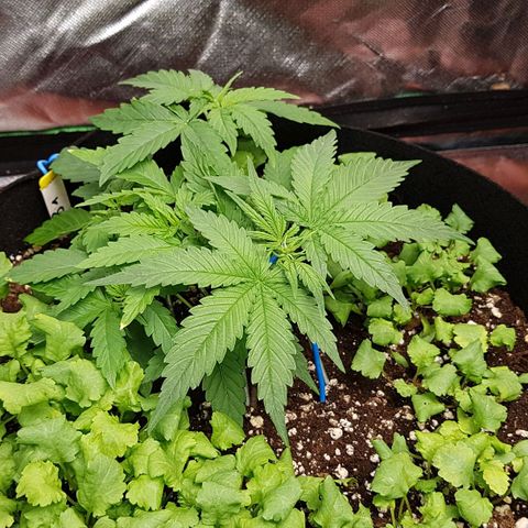 Orange Bud #1 growlog timeline photo