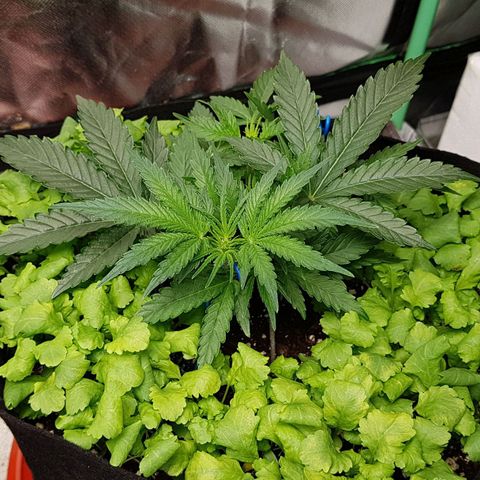 Royal Gorilla growlog timeline photo