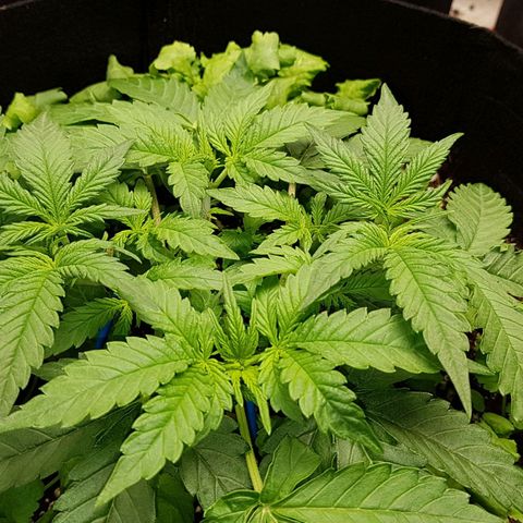 White Widow  growlog timeline photo