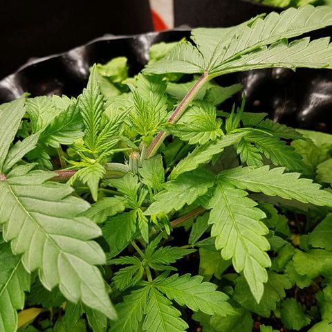 Orange Bud #2 growlog timeline photo
