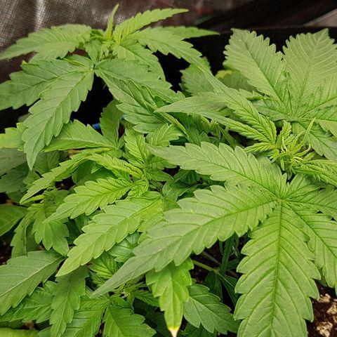 Orange Bud #1 growlog timeline photo