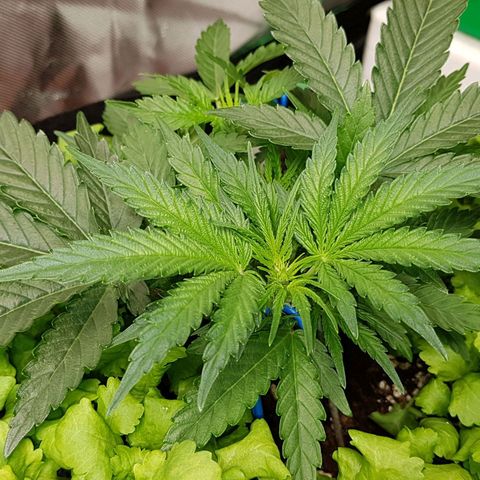 Royal Gorilla growlog timeline photo