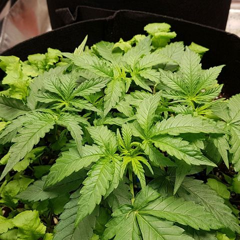 White Widow  growlog timeline photo