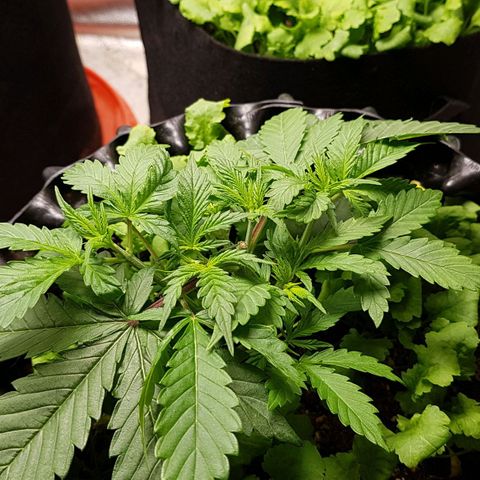 Orange Bud #2 growlog timeline photo