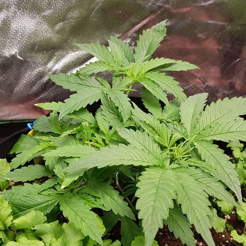Orange Bud #1 growlog timeline photo