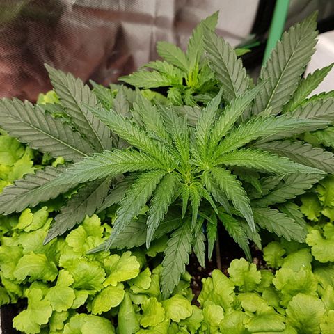 Royal Gorilla growlog timeline photo