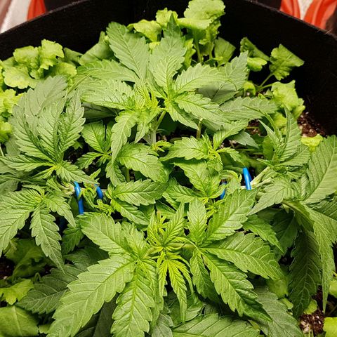 White Widow  growlog timeline photo