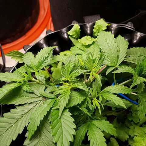 Orange Bud #2 growlog timeline photo