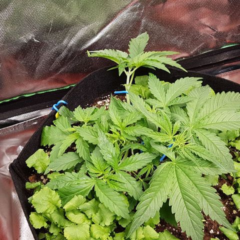 Orange Bud #1 growlog timeline photo