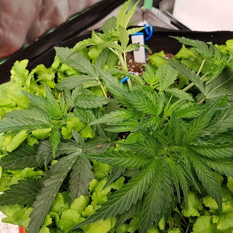 Royal Gorilla growlog timeline photo
