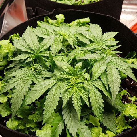 White Widow  growlog timeline photo