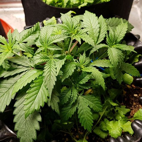 Orange Bud #2 growlog timeline photo