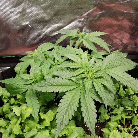 Orange Bud #1 growlog timeline photo
