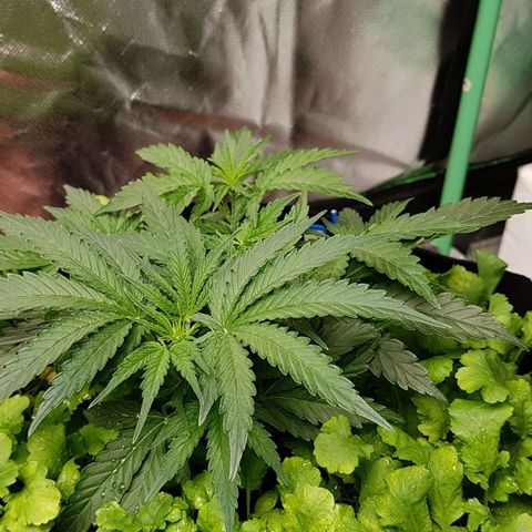 Royal Gorilla growlog timeline photo