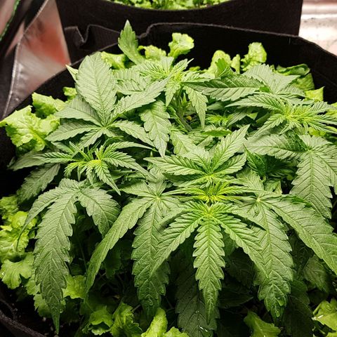 White Widow  growlog timeline photo