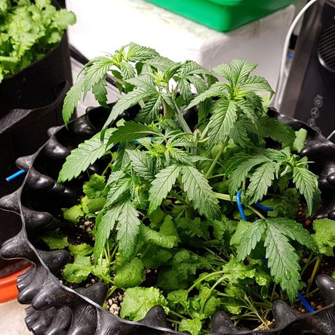 Orange Bud #2 growlog timeline photo