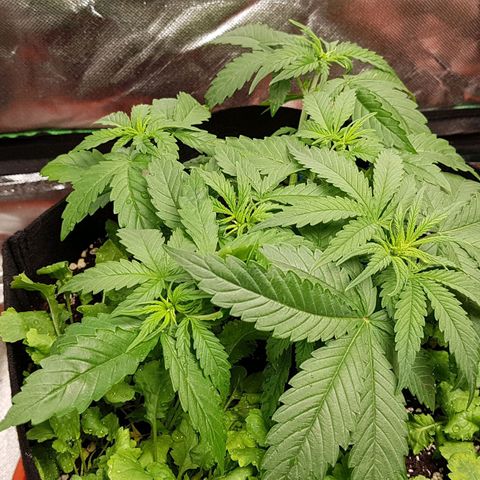 Orange Bud #1 growlog timeline photo