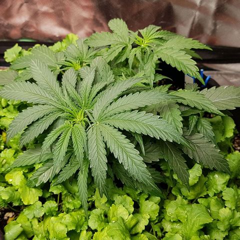 Royal Gorilla growlog timeline photo