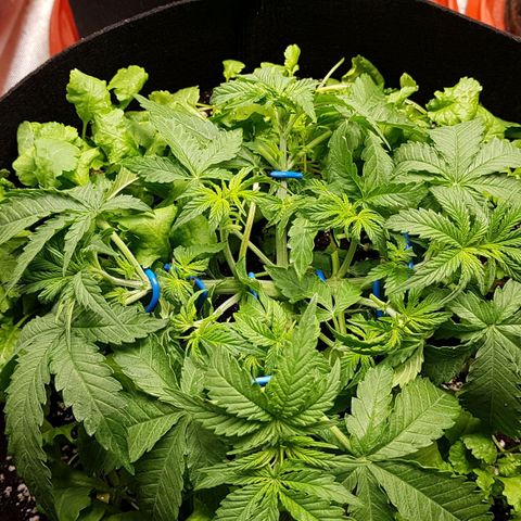 White Widow  growlog timeline photo