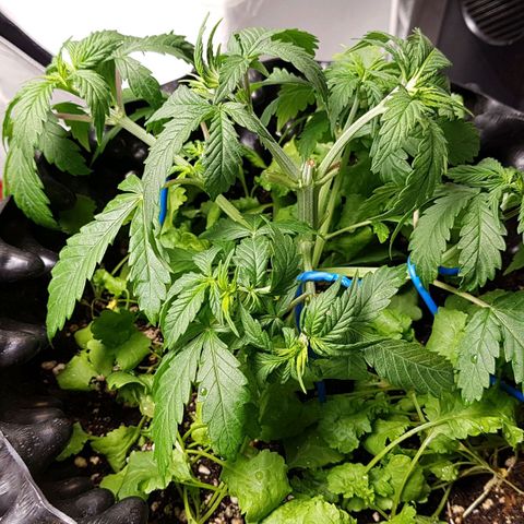 Orange Bud #2 growlog timeline photo