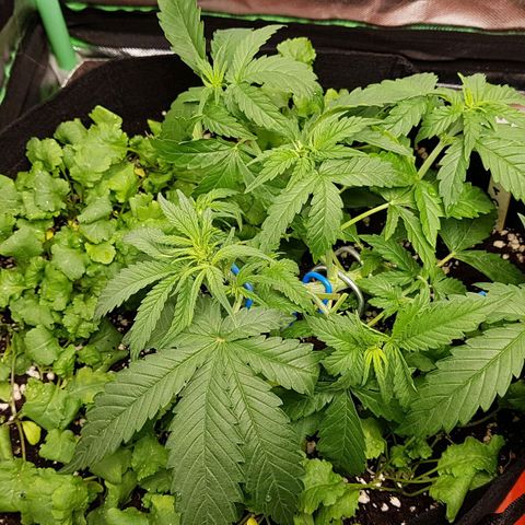 Orange Bud #1 growlog timeline photo