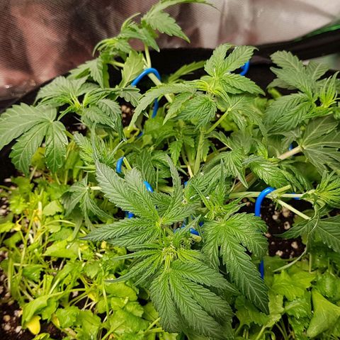Royal Gorilla growlog timeline photo