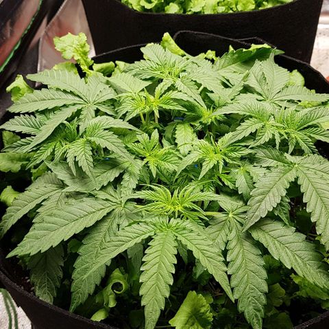 White Widow  growlog timeline photo
