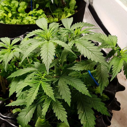 Orange Bud #2 growlog timeline photo