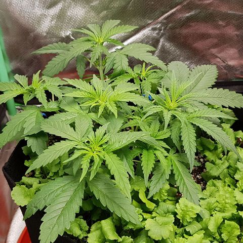 Orange Bud #1 growlog timeline photo