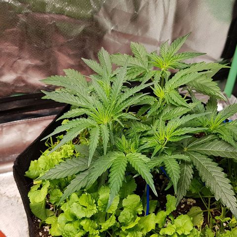 Royal Gorilla growlog timeline photo