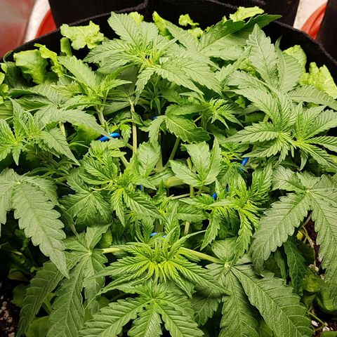 White Widow  growlog timeline photo