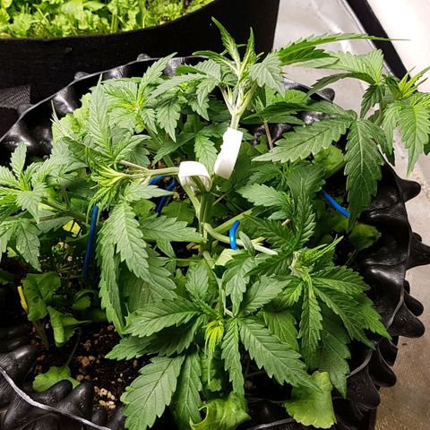 Orange Bud #2 growlog timeline photo