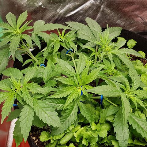 Orange Bud #1 growlog timeline photo