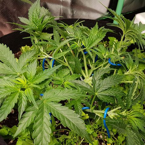 Royal Gorilla growlog timeline photo