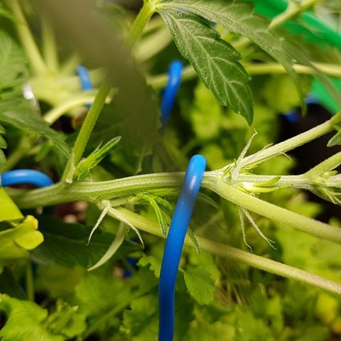 Royal Gorilla growlog photo: Vorblüte sichtbar