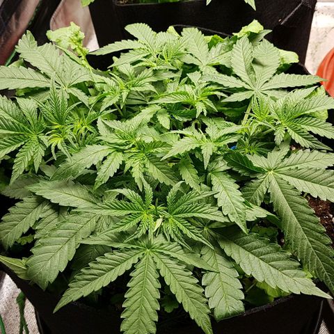 White Widow  growlog timeline photo