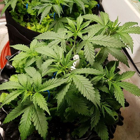 Orange Bud #2 growlog timeline photo