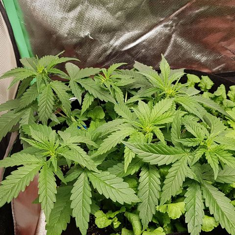 Orange Bud #1 growlog timeline photo