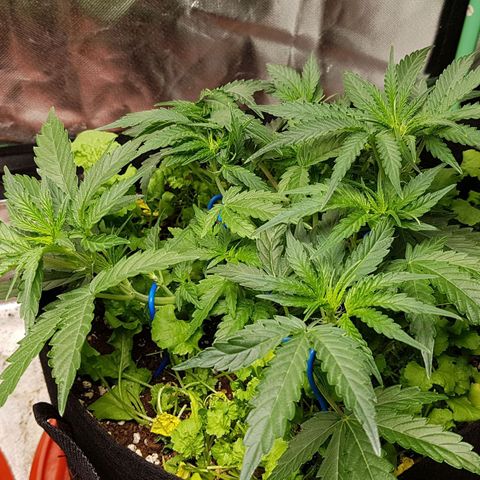 Royal Gorilla growlog timeline photo